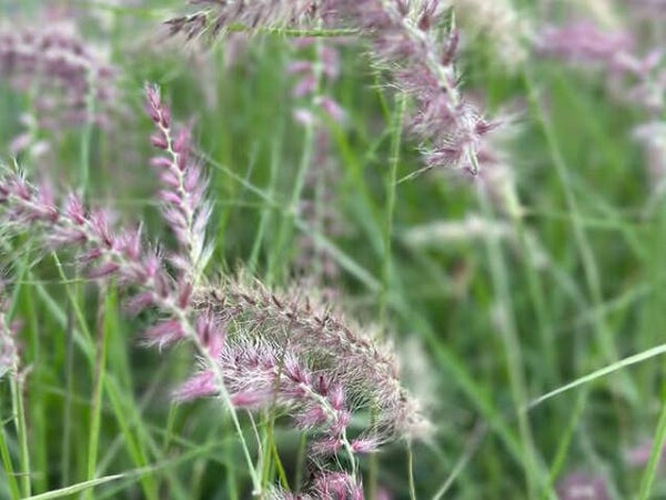 Pennisetum orientale ‘Karley Rose’