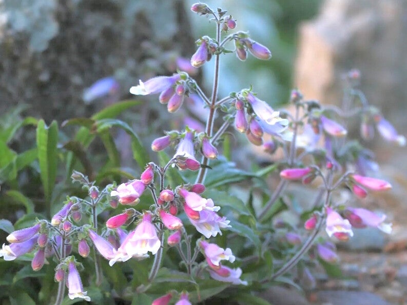 Penstemon hirsutus ‘Pygmeus’
