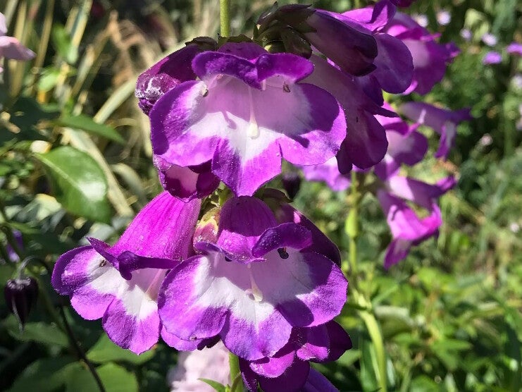 Penstemon ‘Purple Passion’