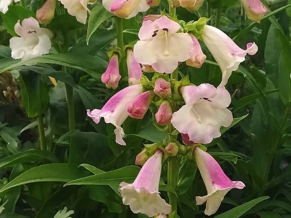 Penstemon ‘Apple Blossom’