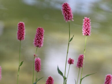 Persicaria bistorta ssp. carnea