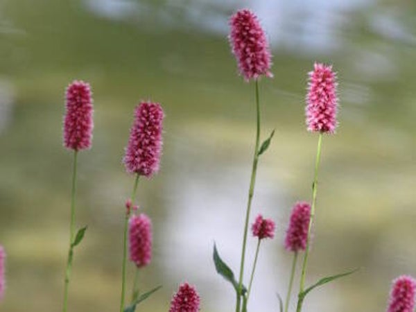 Persicaria bistorta ssp. carnea