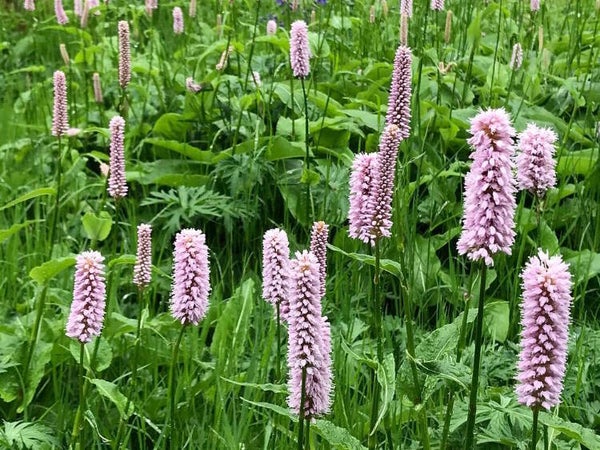 Persicaria bistorta
