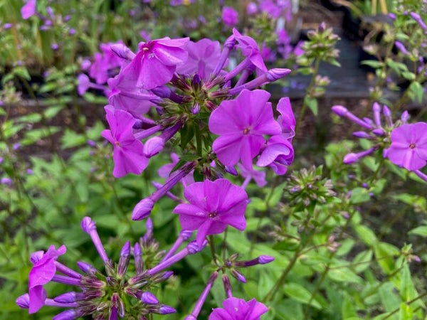 Phlox floridana