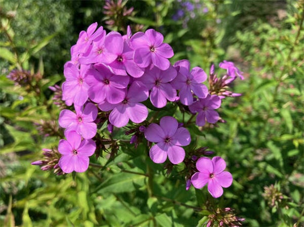 Phlox ‘Hesperis’