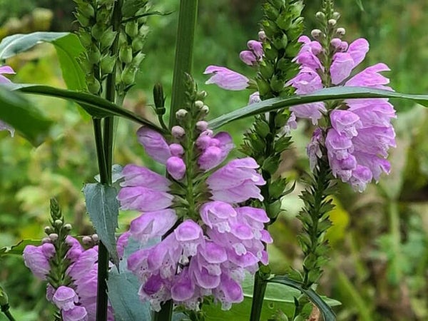 Physostegia virg. ‘Red Beauty’