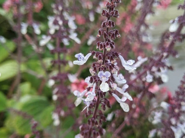 Plectranthus argentatus