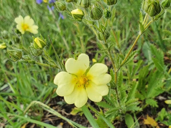 Potentilla recta var. sulphurea