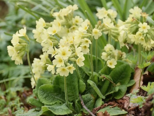 Primula elatior