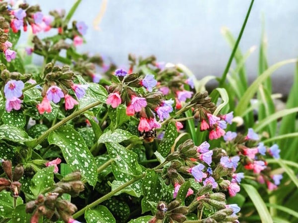 Pulmonaria officinalis