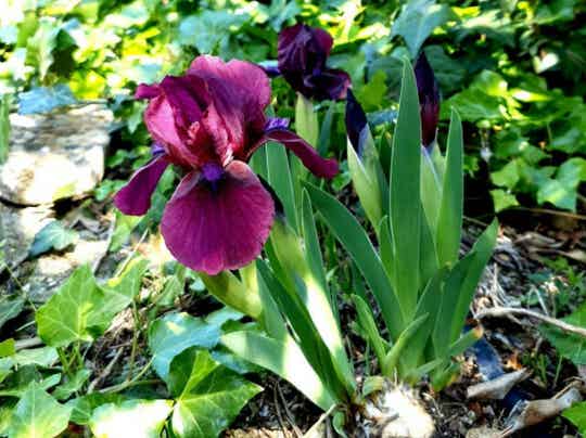 Iris germanica ‘Cherry Garden’