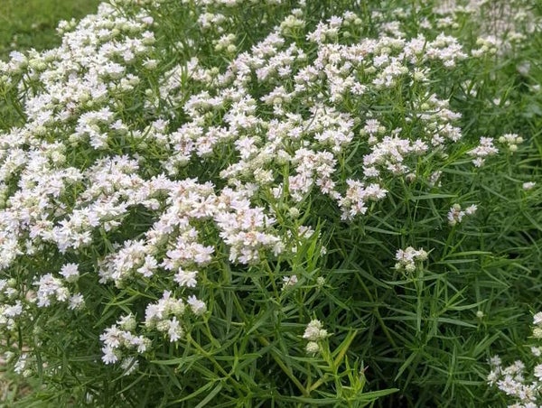 Pycnanthemum flexuosum