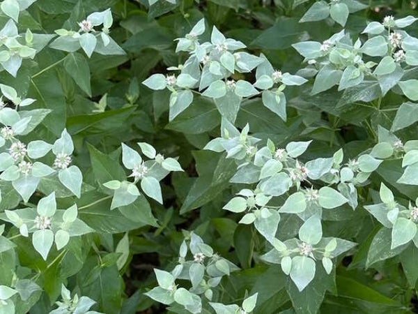 Pycnanthemum muticum
