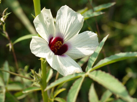 Hibiscus cannabinus