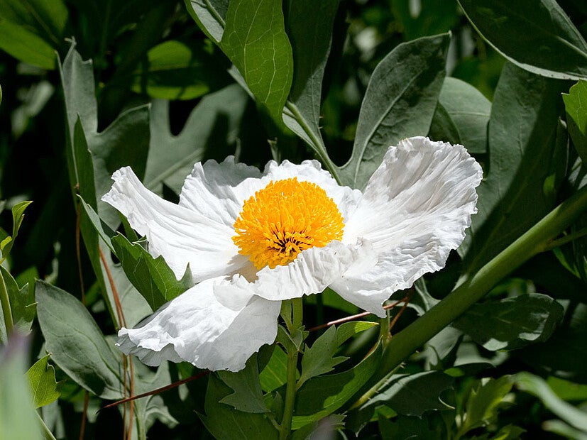 Romneya coulteri