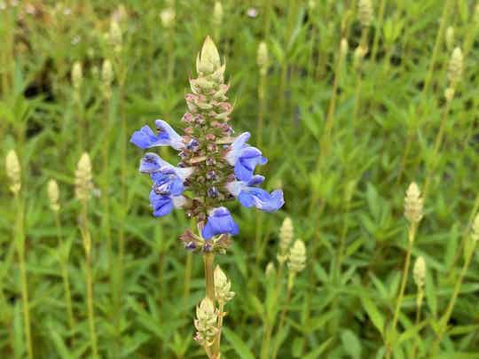 Salvia uliginosa