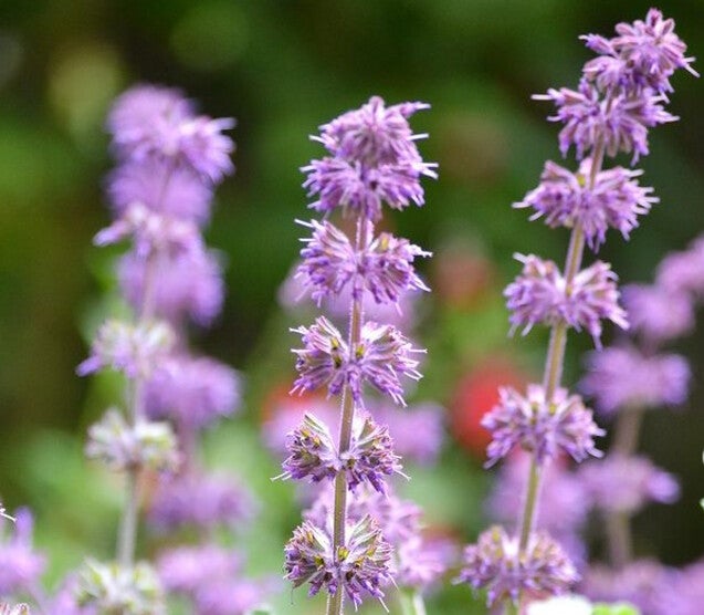 Salvia verticillata ‘Purple Rain’