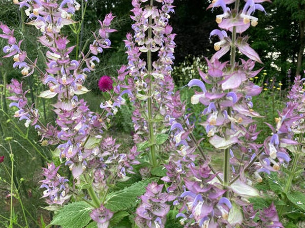 Salvia sclarea