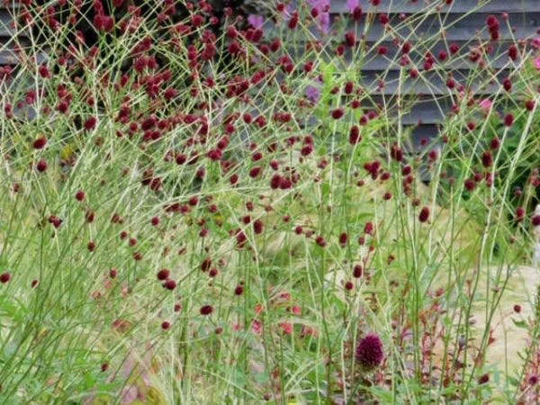 Sanguisorba officinalis 'Morning Select'