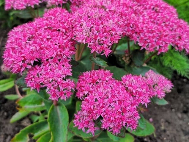 Sedum ‘Carl’