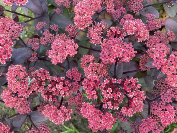 Sedum ‘Xenox’
