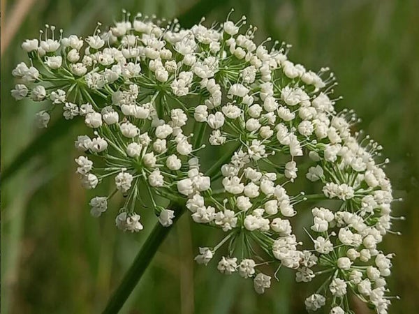 Selinum carvifolia