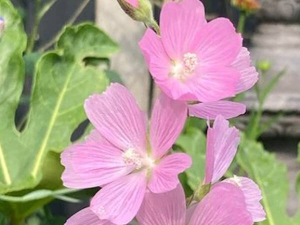 Sidalcea ‘Rosaly’