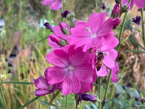 Sidalcea ‘Candy Girl’