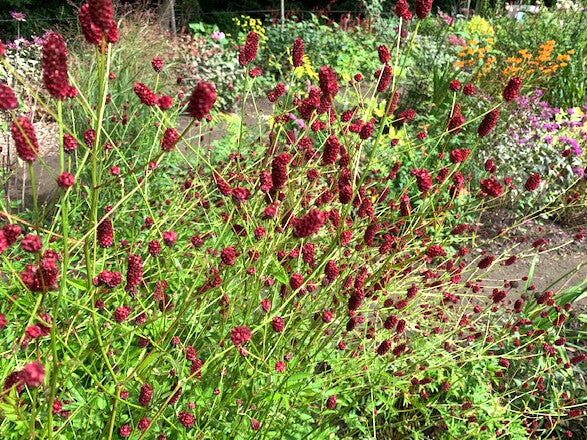 Sanguisorba officinalis ‘Japan’