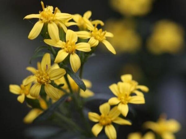 Solidago virgaurea
