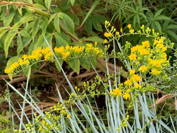 Solidago shortii ‘Solar Cascade’