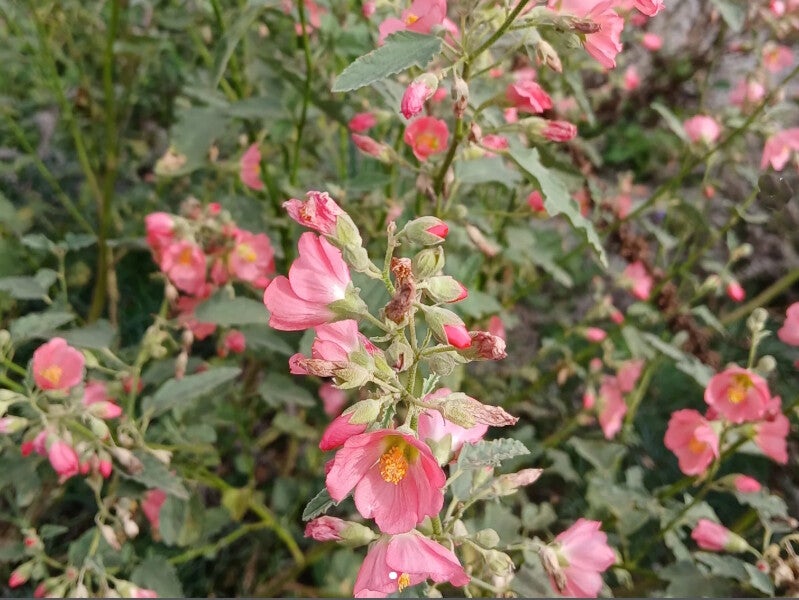 Sphaeralcea ‘Charmeuse’
