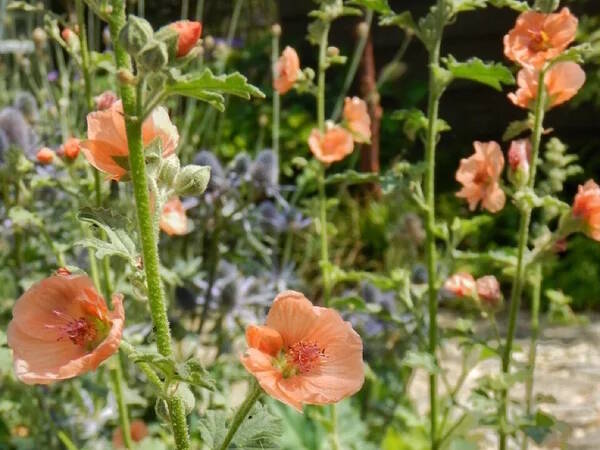 Sphaeralcea ‘Childerley’