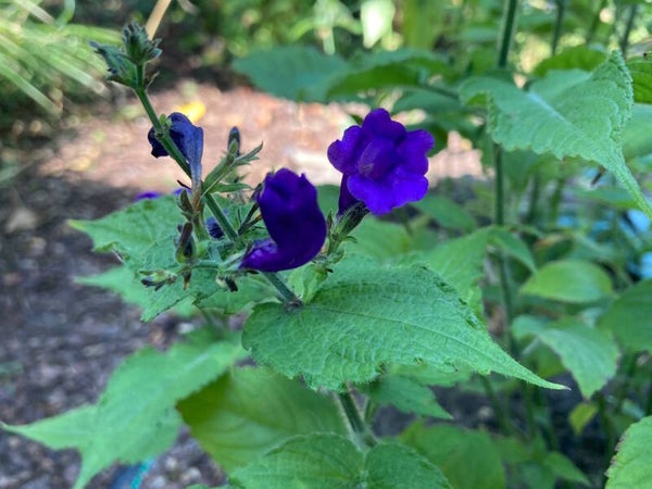 Strobilanthes atropurpurea
