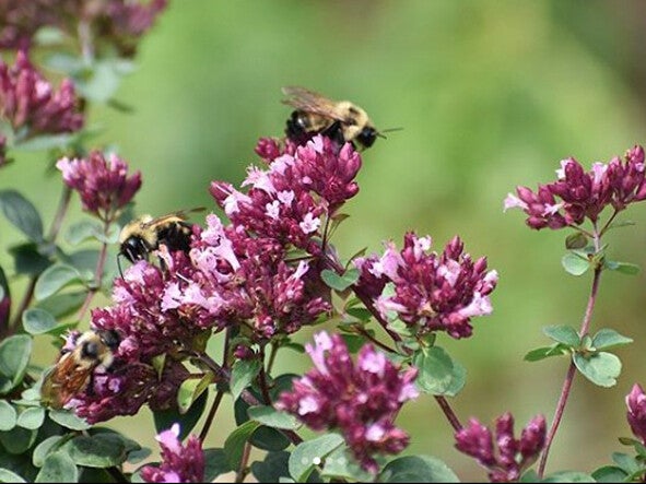 Origanum ‘Rosenkuppel’