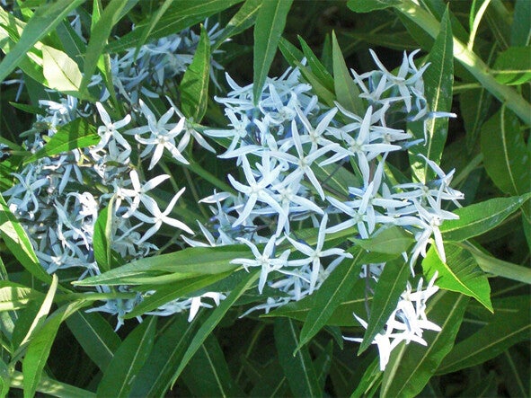 Amsonia ciliata