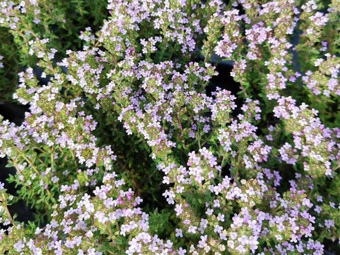 Thymus vulgaris