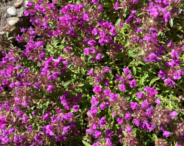 Thymus praecox ‘Coccineus’