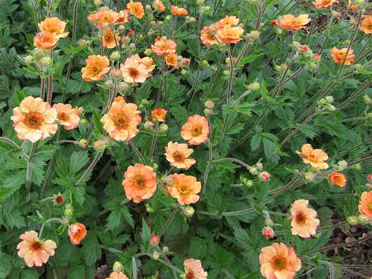 Geum ‘Totally Tangerine’ ®