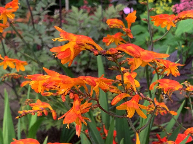 Crocosmia ‘Fireglow’