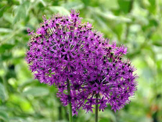 Allium afl. ‘Purple Sensation’