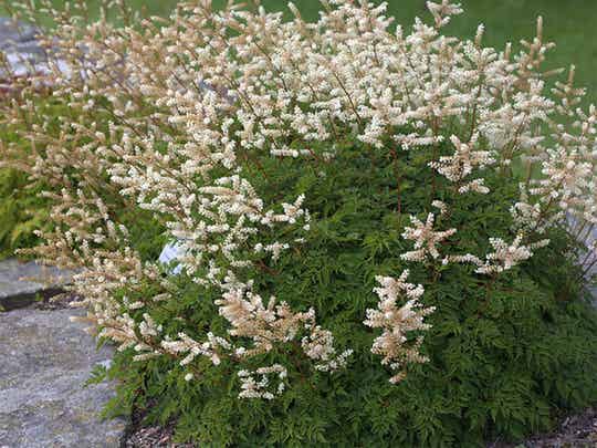 Aruncus aethusifolius
