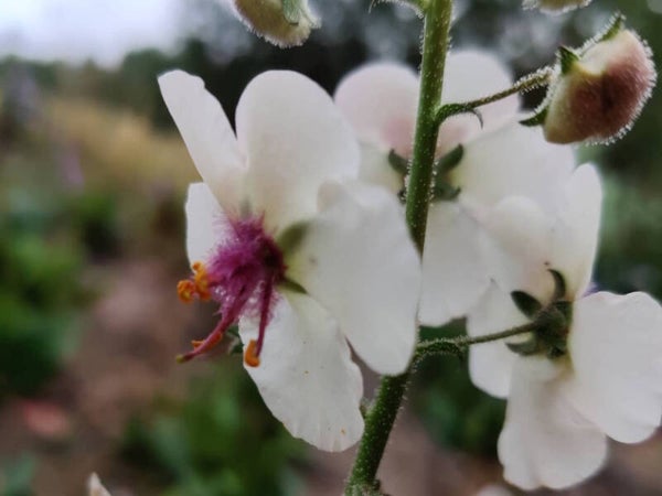 Verbascum blattaria ‘Albiflorum’