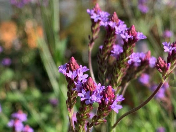 Verbena macd. ‘Lavender Spires’