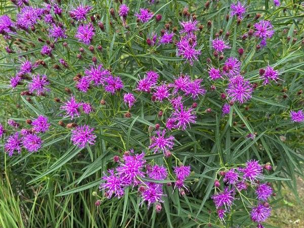 Vernonia lettermannii