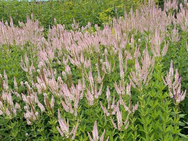 Veronicastrum virg. 'Challenger'
