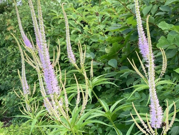 Veronicastrum virg. ‘Lavendelturm’