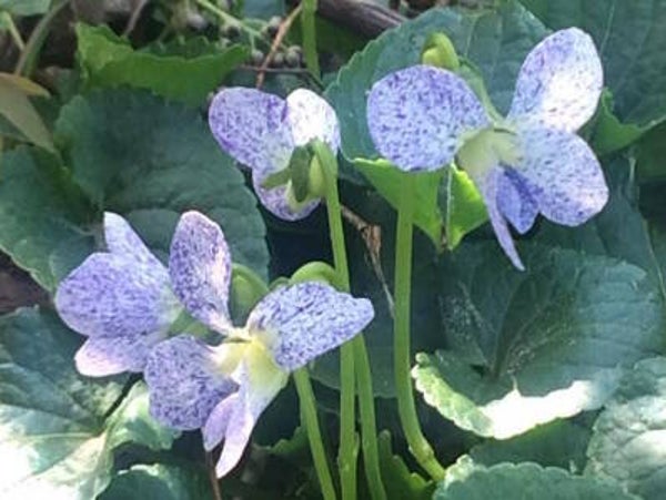 Viola sororia ‘Freckles’