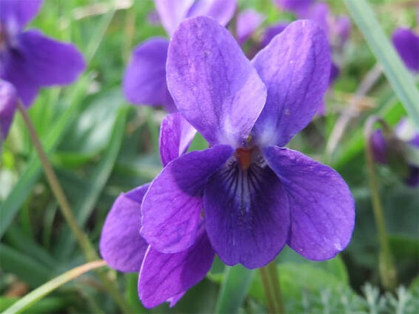Viola odorata