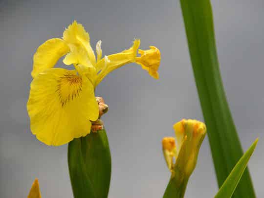 Iris pseudacorus